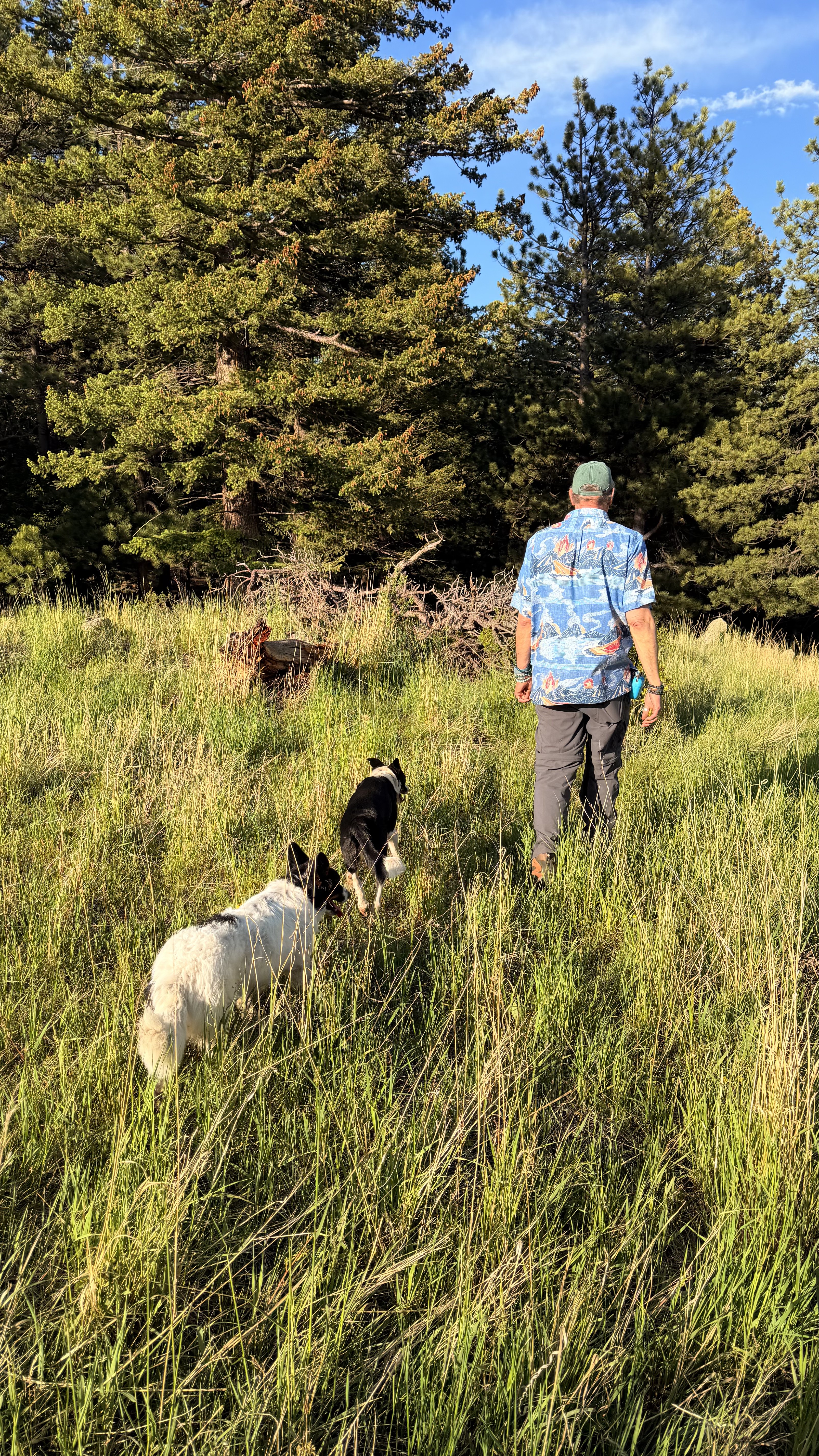 Professor Bovik walking with dogs through the grass and trees during our visit to Boulder.